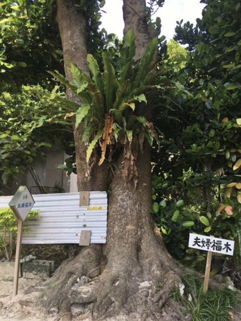 沖縄のフクギ並木